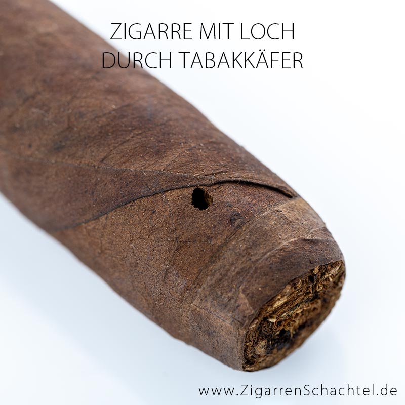 Loch in Zigarre durch Tabakkäfer